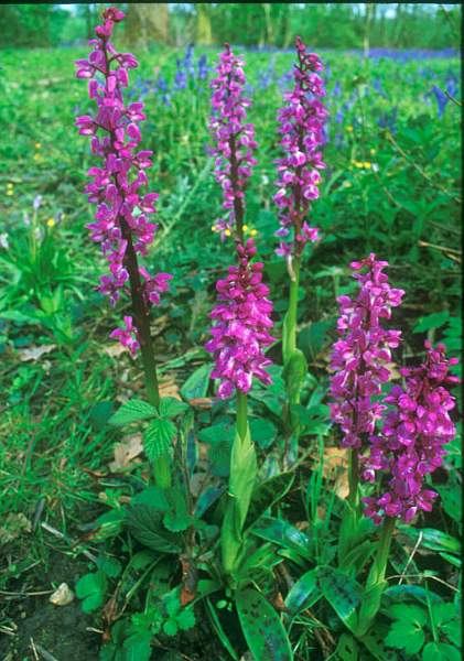 14,Early Purple Orchid  (18).jpg - Early Purple Orchid